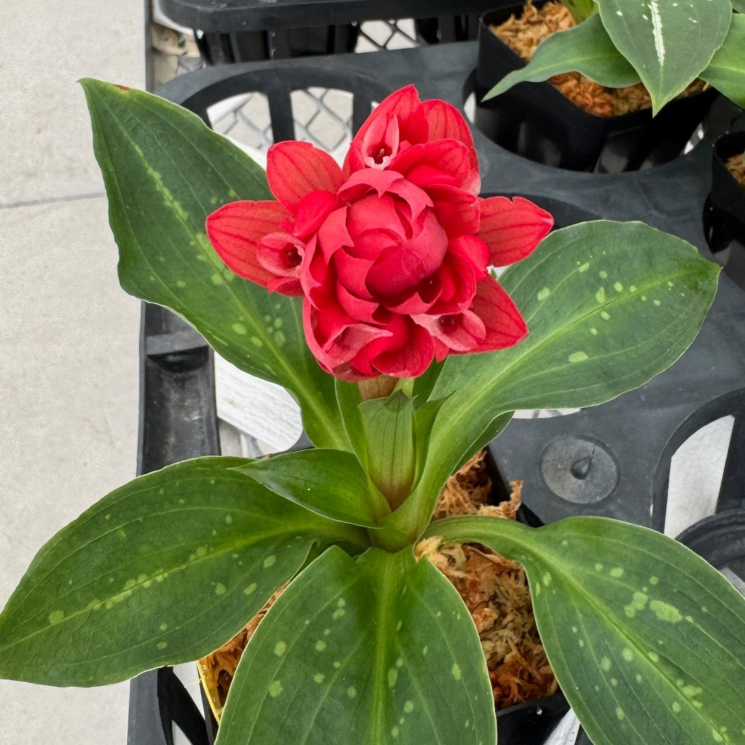 Stenorrhynchos speciosum - Budded