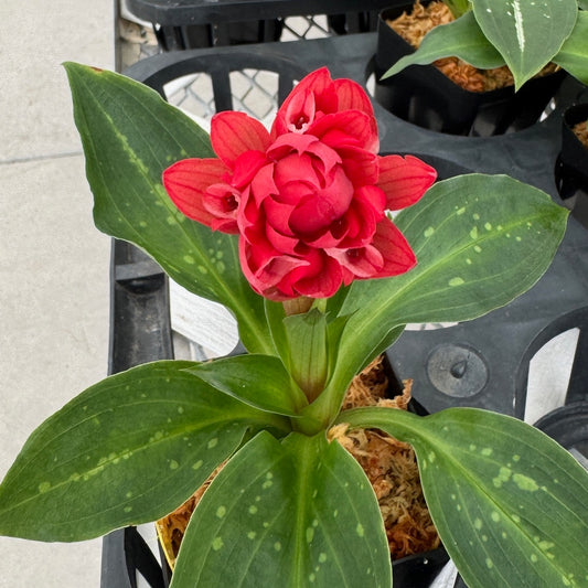 Stenorrhynchos speciosum - Budded