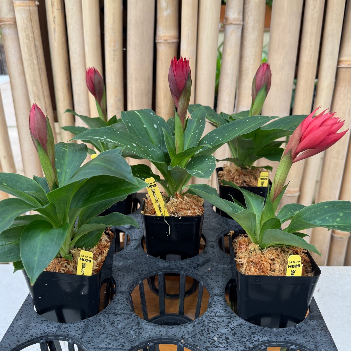 Stenorrhynchos speciosum - Budded