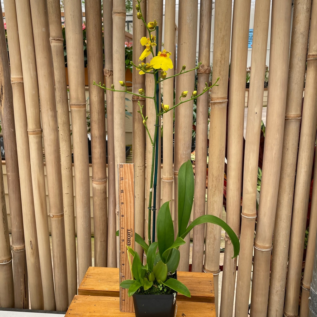 Onc. Sweet Sugar 'Kalendar' (4" Pot) - Buds