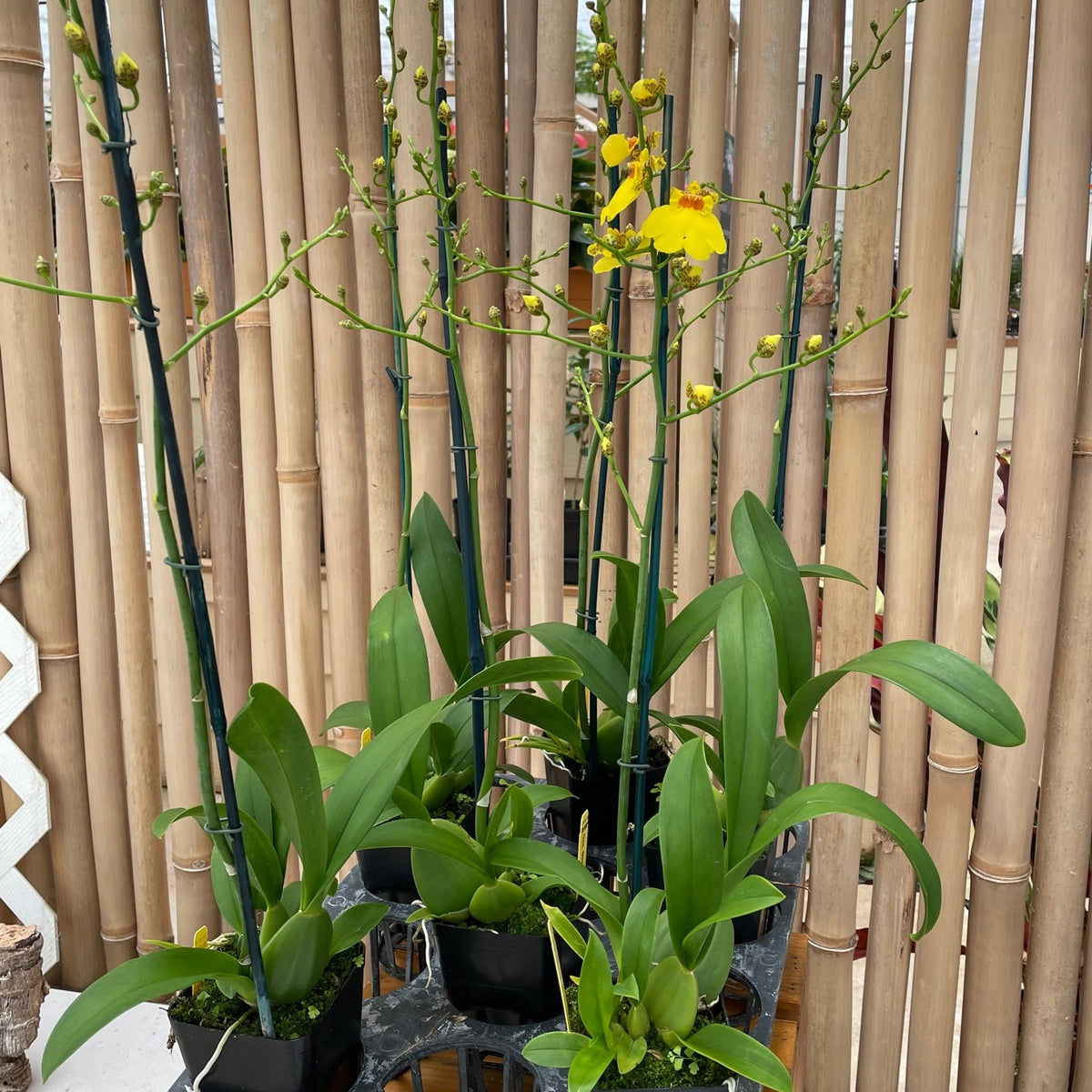 Onc. Sweet Sugar 'Kalendar' (4" Pot) - Buds