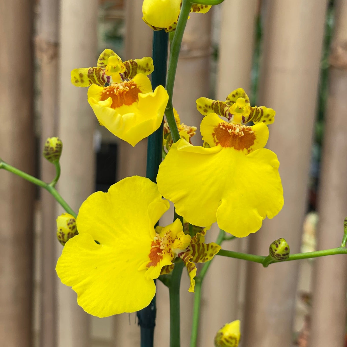 Onc. Sweet Sugar 'Kalendar' (4" Pot) - Buds