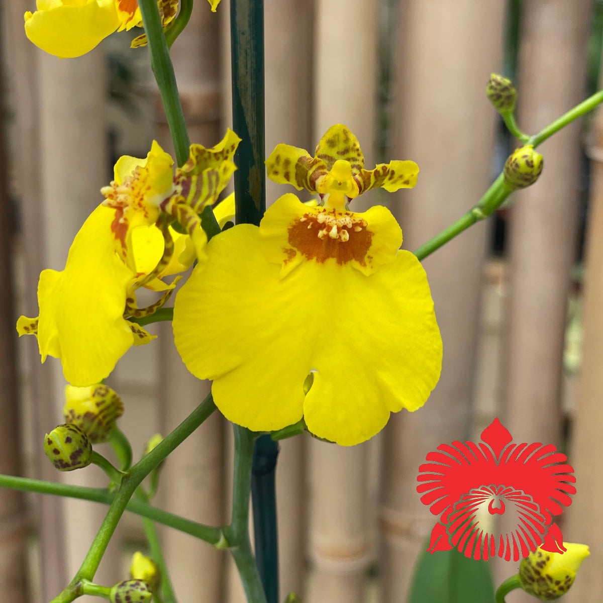 Onc. Sweet Sugar 'Kalendar' (4" Pot) - Buds