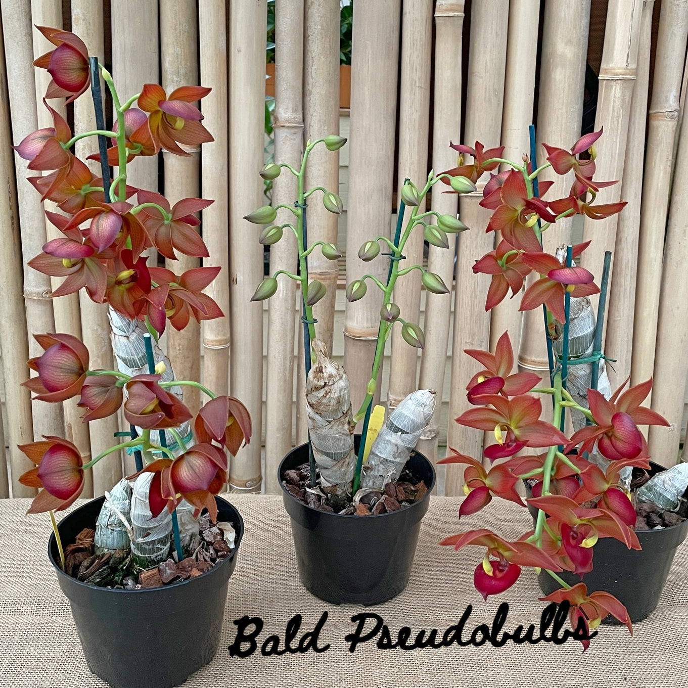 Cyc. Taiwan Gold 'Orange' (5.5" Pot) - Not Blooming