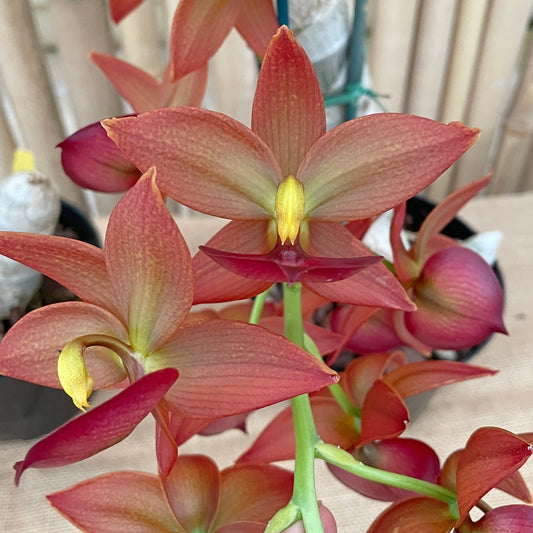 Cyc. Taiwan Gold 'Orange' (5.5" Pot) - Not Blooming