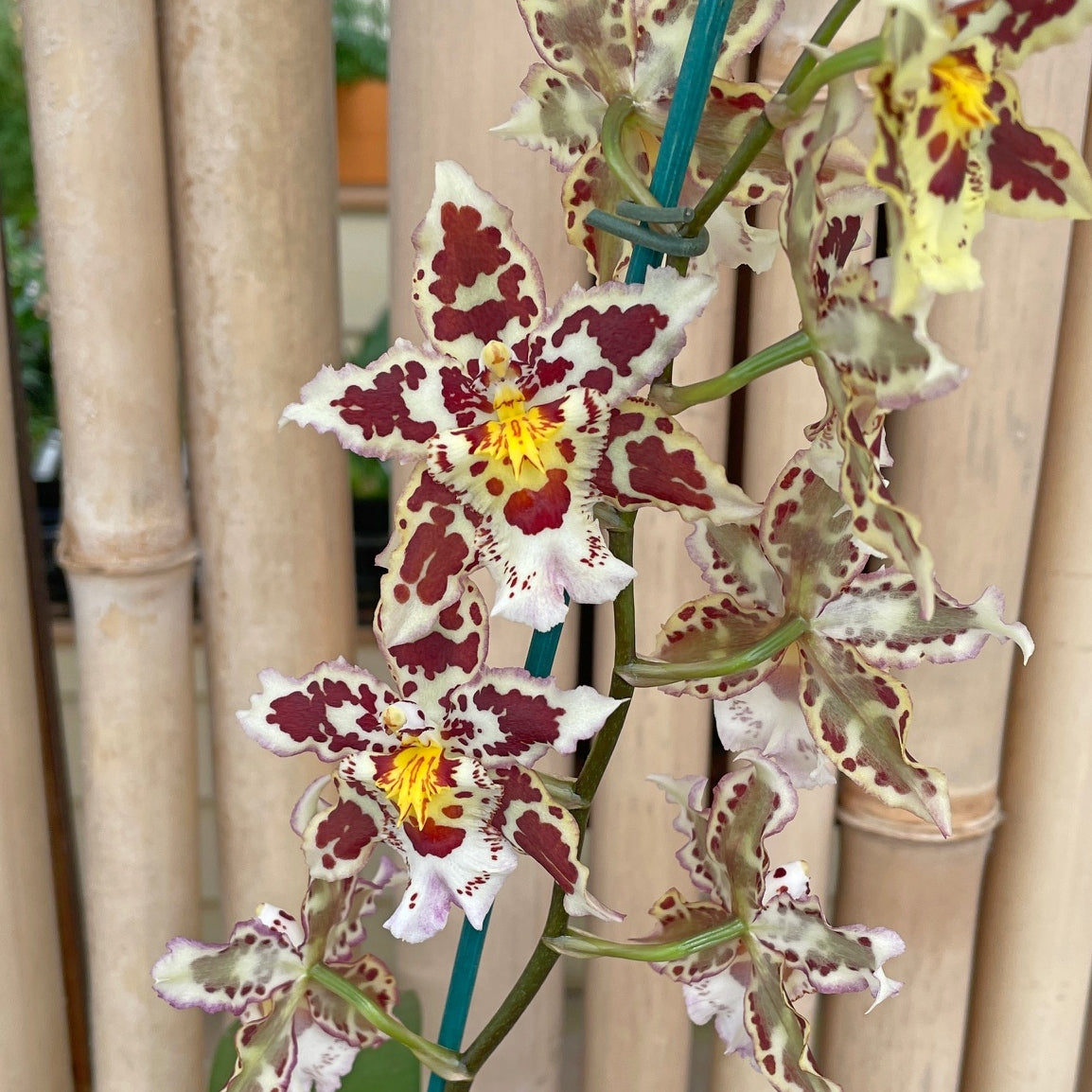 Wils. Tan Treasures 'Lavender Picotee' (4