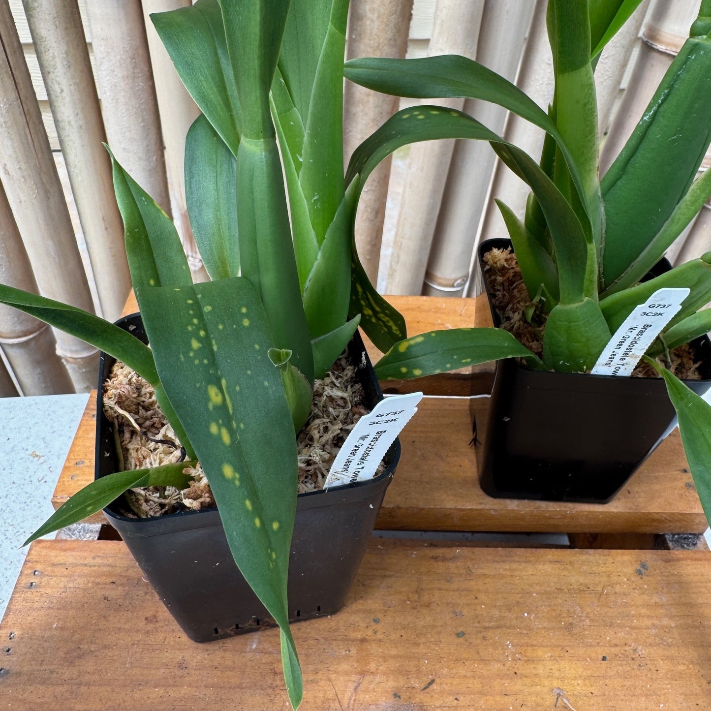 Bcd. Tower of Rex 'Mr. Green Jeans' (5" Pot) - Buds