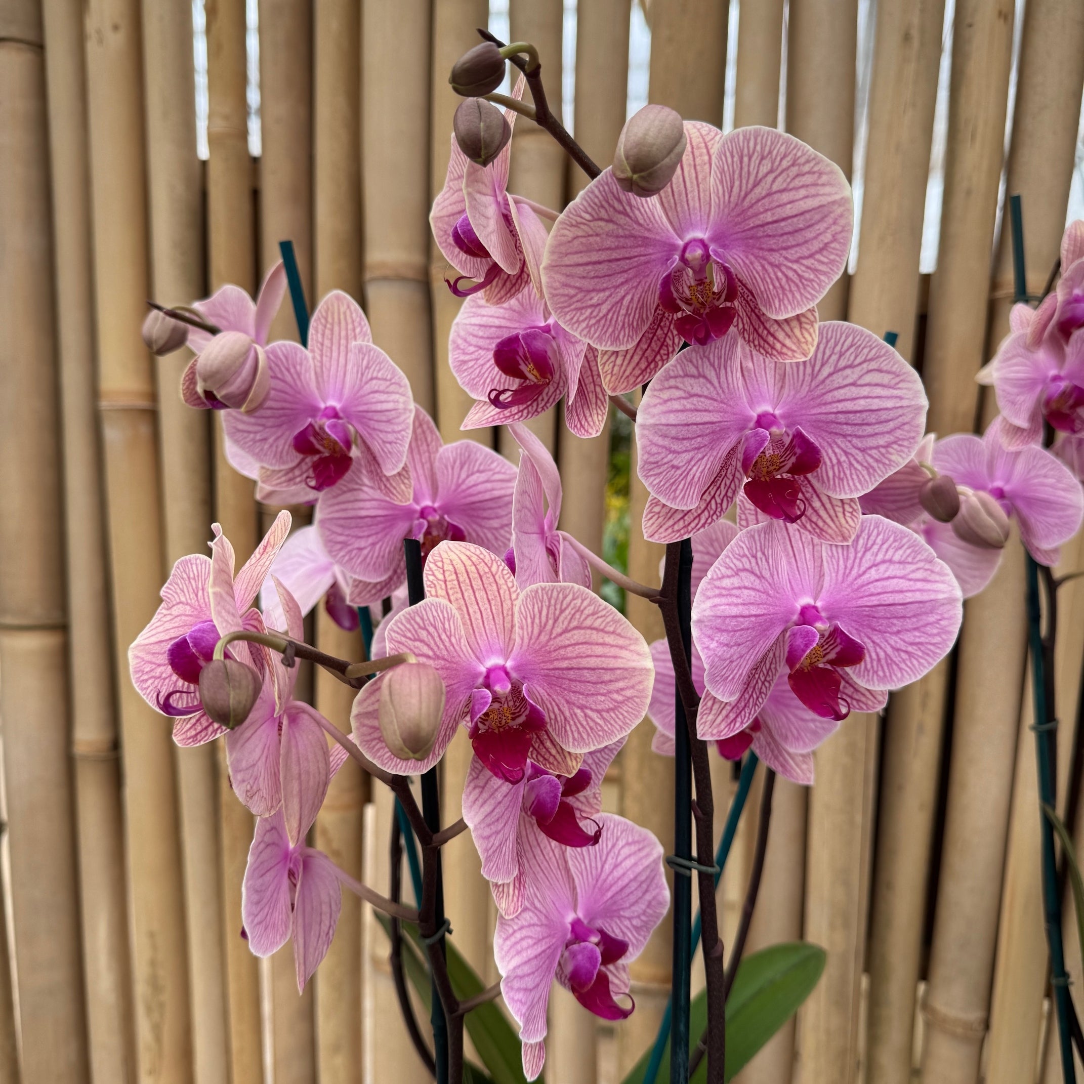 Phal. Tropic Wonderland – Akatsuka Orchid Gardens
