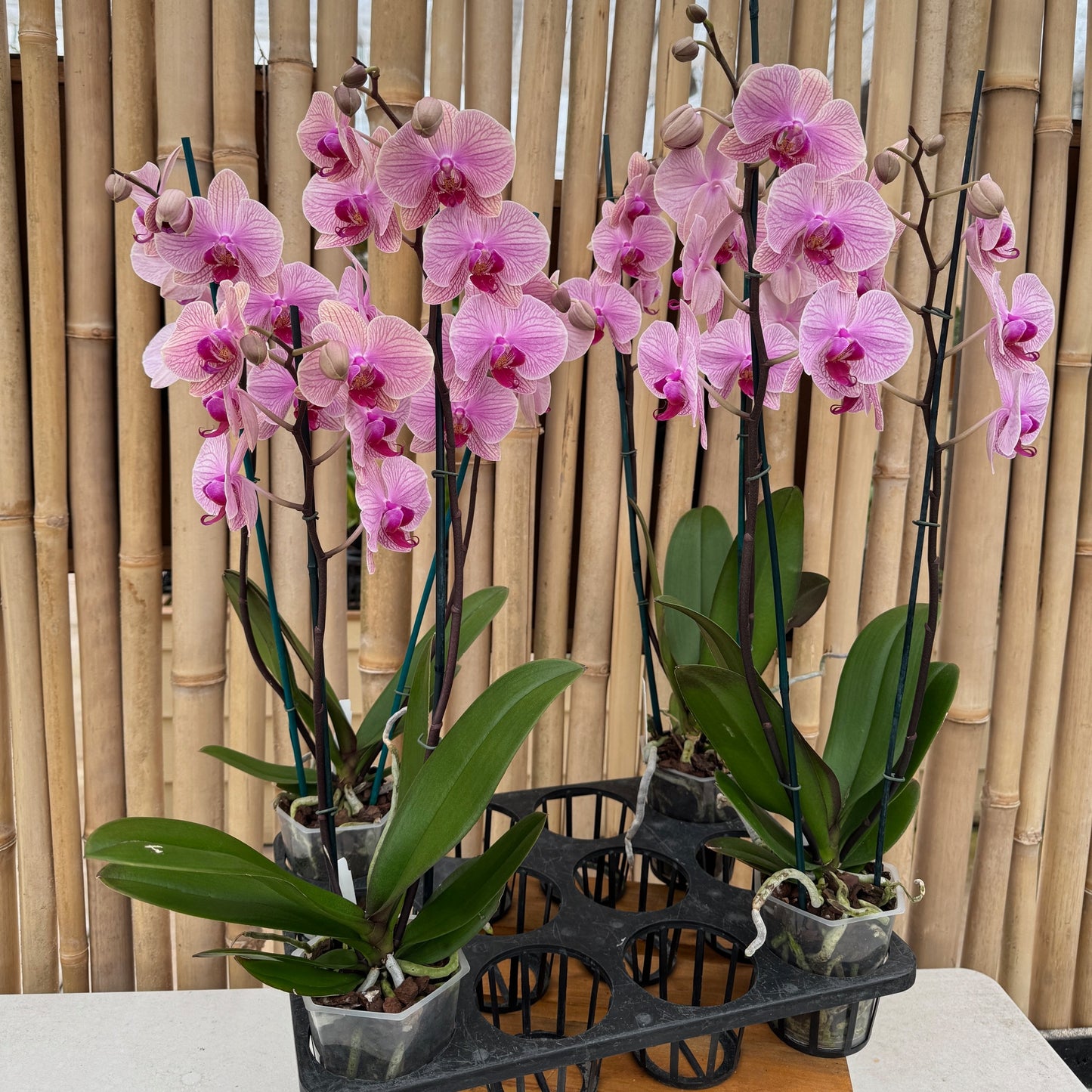 Phal. Tropic Wonderland