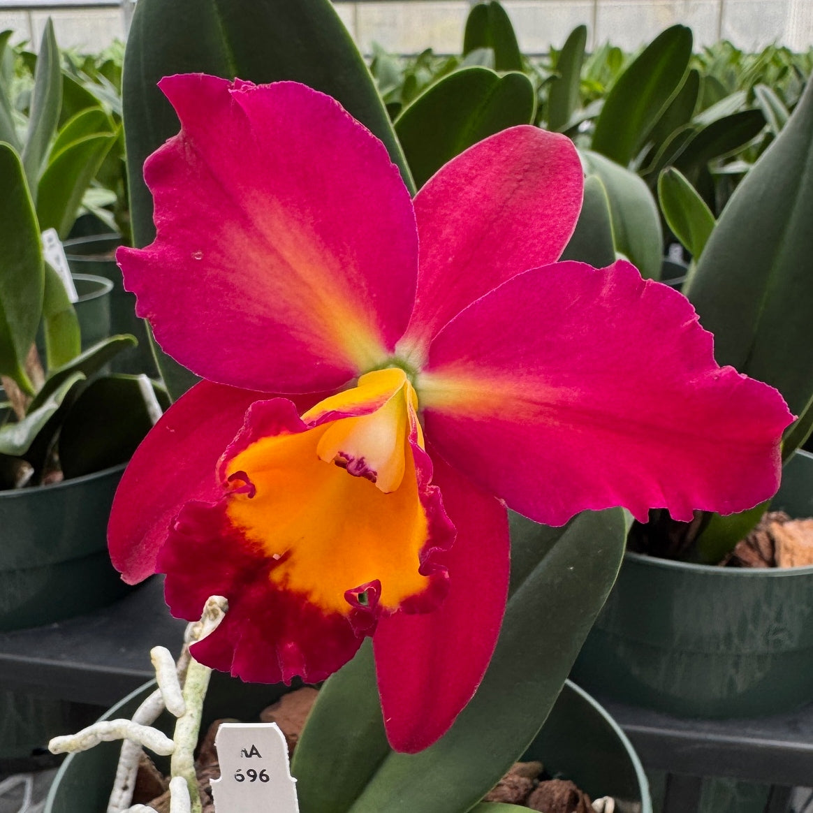 Rlc. Tropic Flame 'Volcano Queen' (5