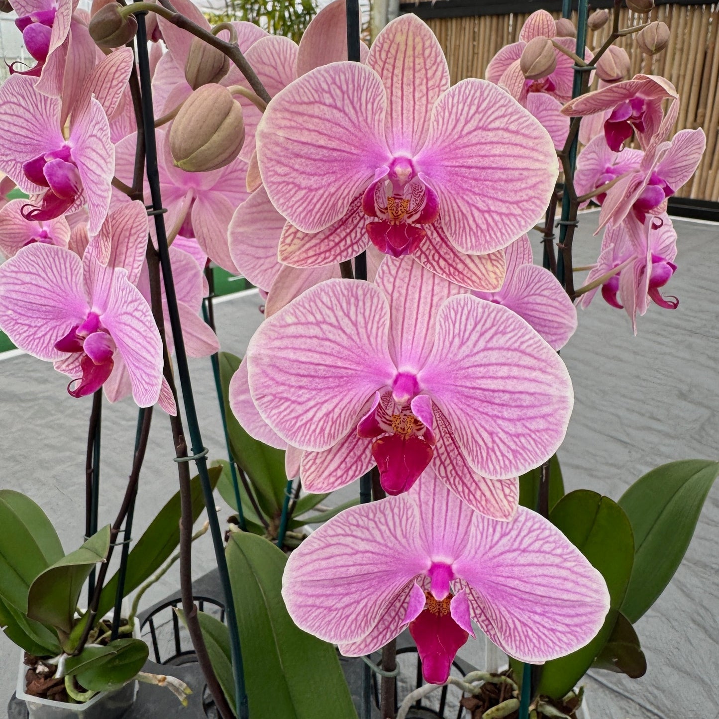 Mature Phalaenopsis  Plant (4" Pot)- Not Blooming