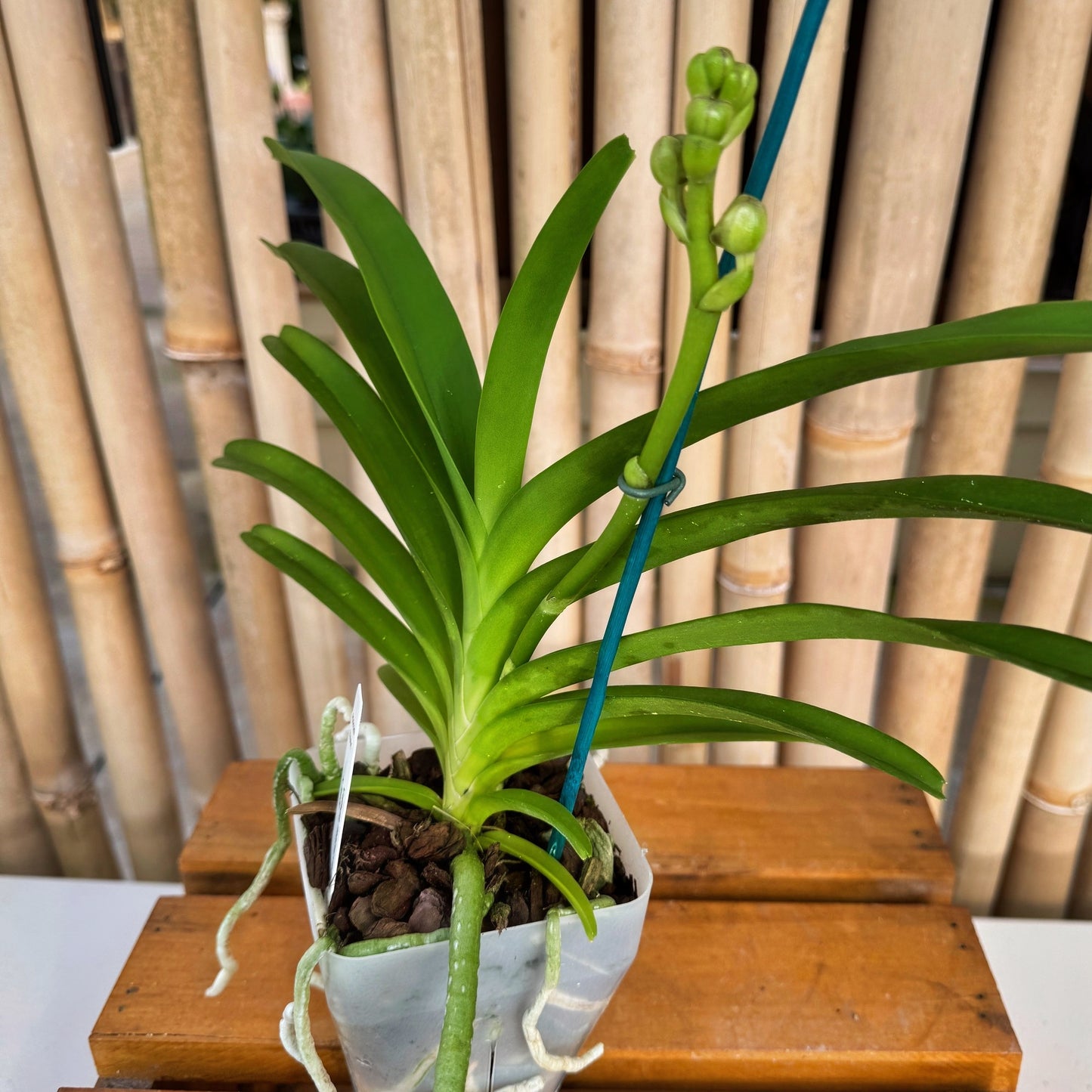 Vanda manuvadee x self (4" Pot ) - Buds