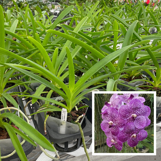 Vanda Kultana Brown x Vanda Gordon Dillon (4" Pot) -Not Blooming