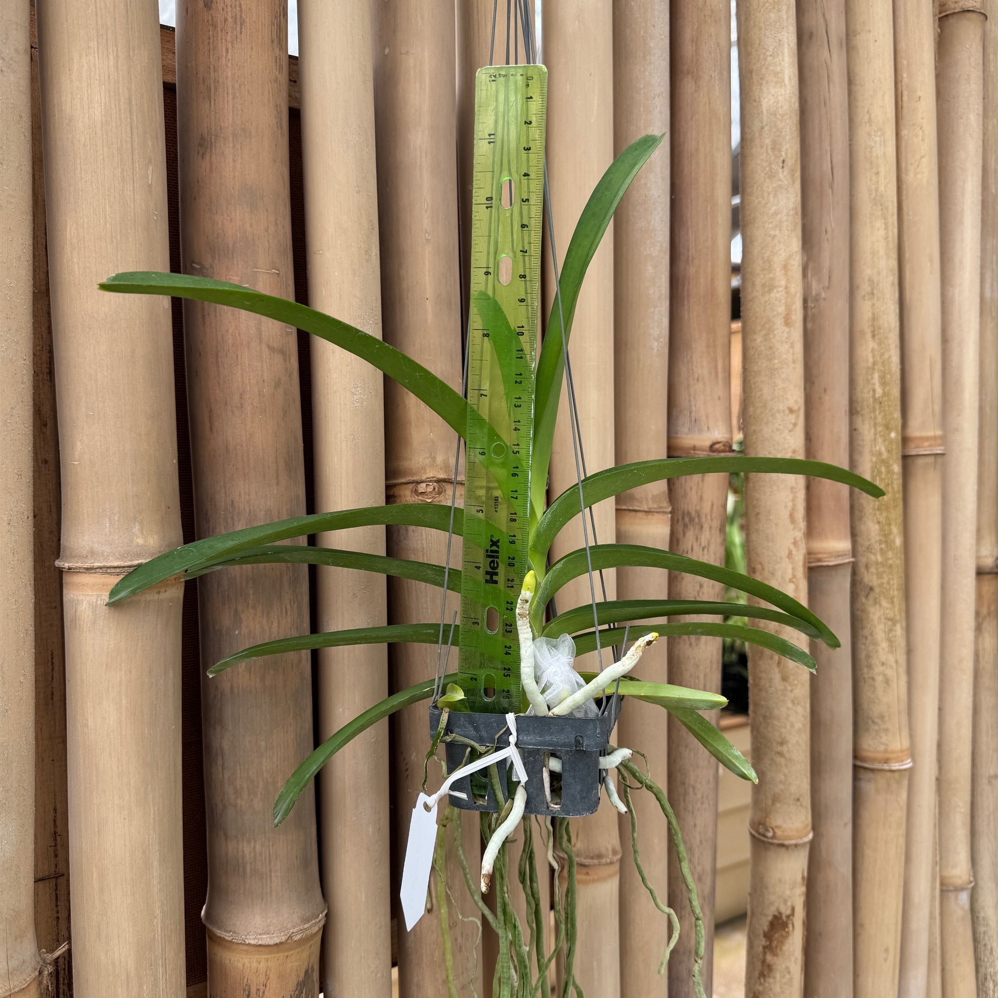 gold hanging plants Vanda Luke Pathom Gold (Hanging Basket)