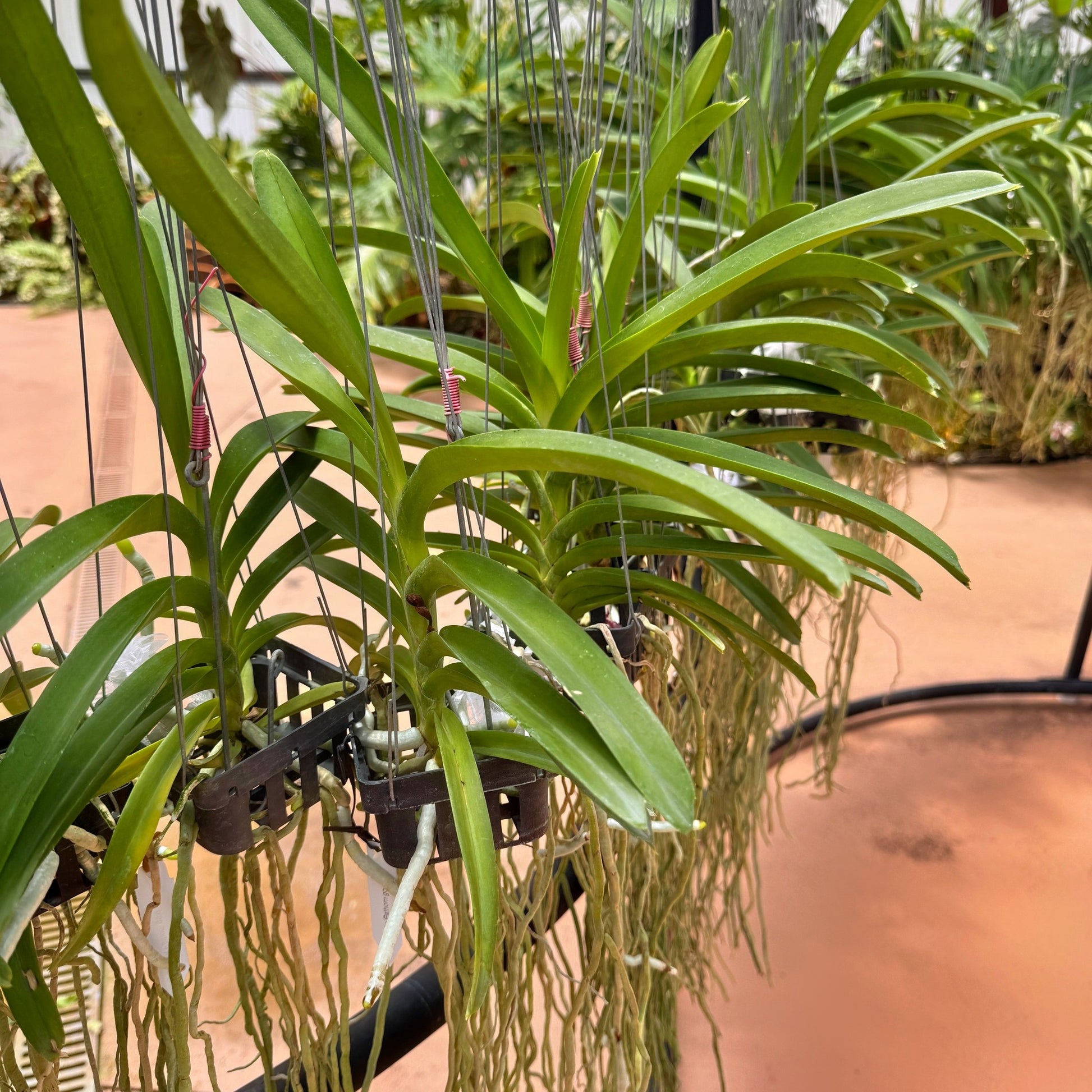 gold hanging plants Vanda Luke Pathom Gold (Hanging Basket)