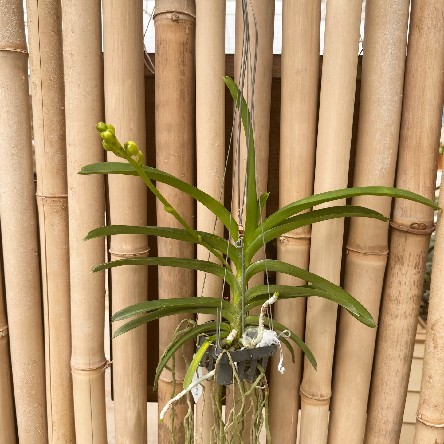 Vanda Luke Pathom Gold (Hanging Basket) - Buds