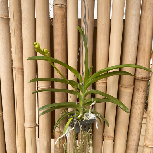 Vanda Luke Pathom Gold (Hanging Basket) - Buds