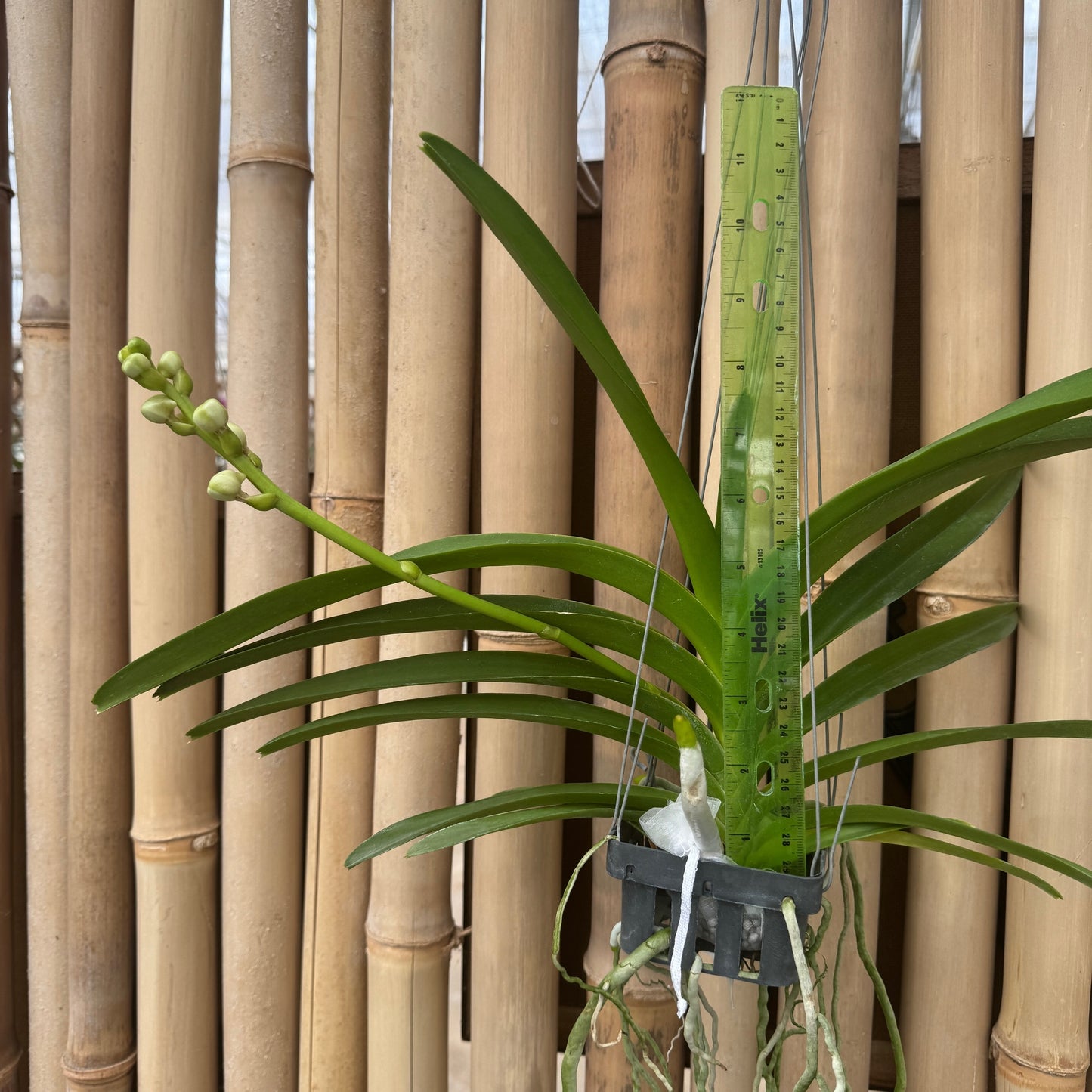 Vandachostylis Ploenpit White (Hanging Basket) - Buds