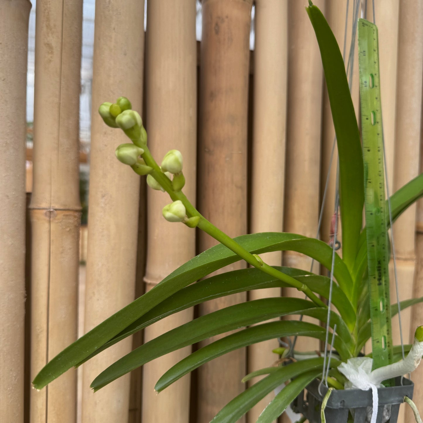 Vandachostylis Ploenpit White (Hanging Basket) - Buds