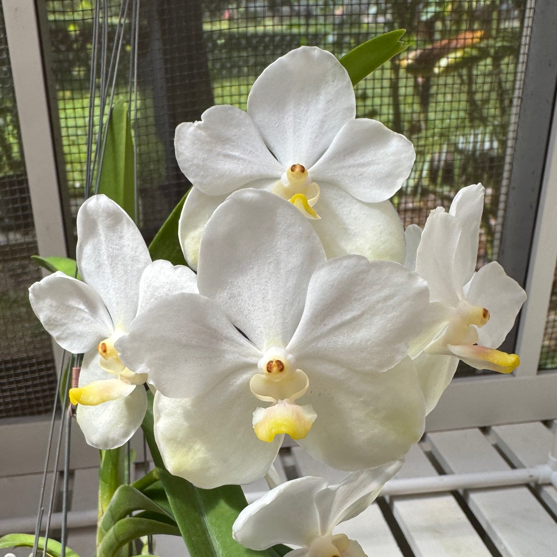 Vandachostylis Ploenpit White (Hanging Basket) - Buds