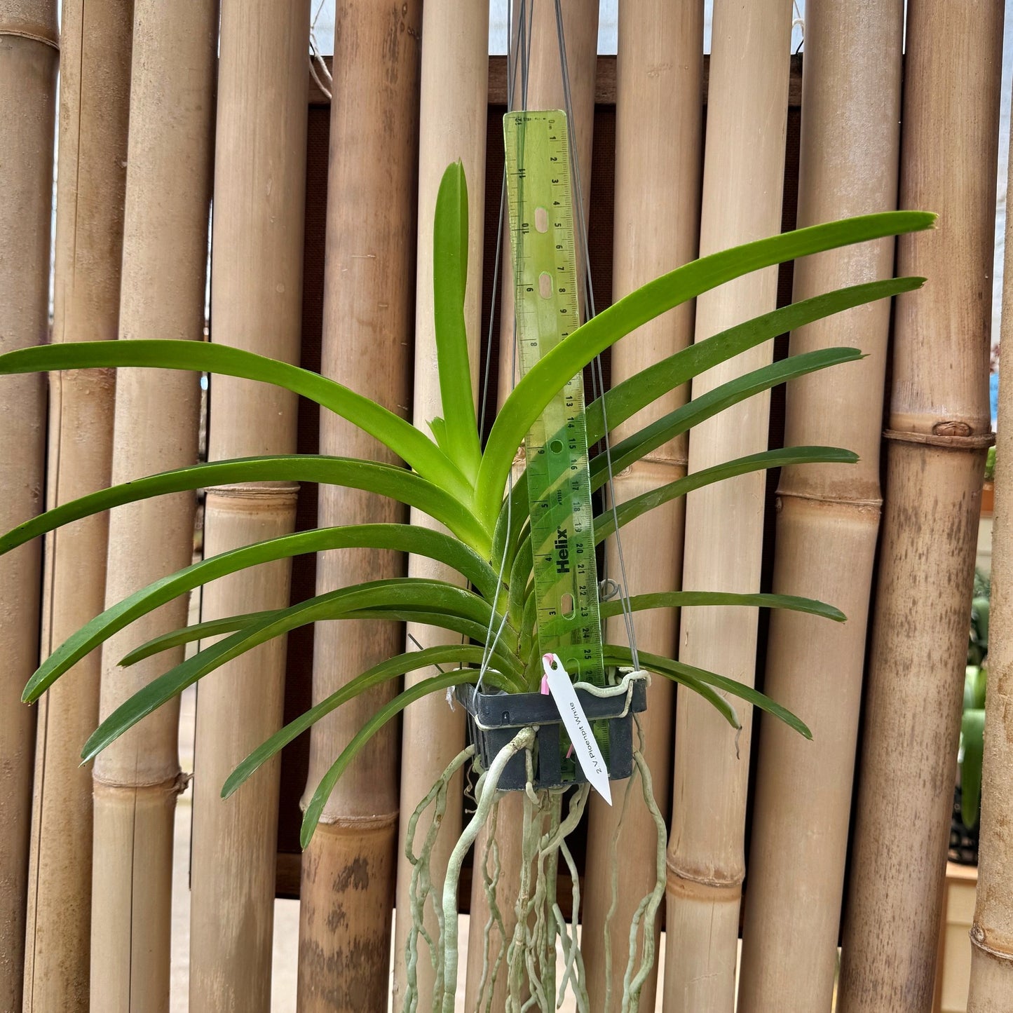 Vandachostylis Ploenpit White (Hanging Basket) - Not Blooming