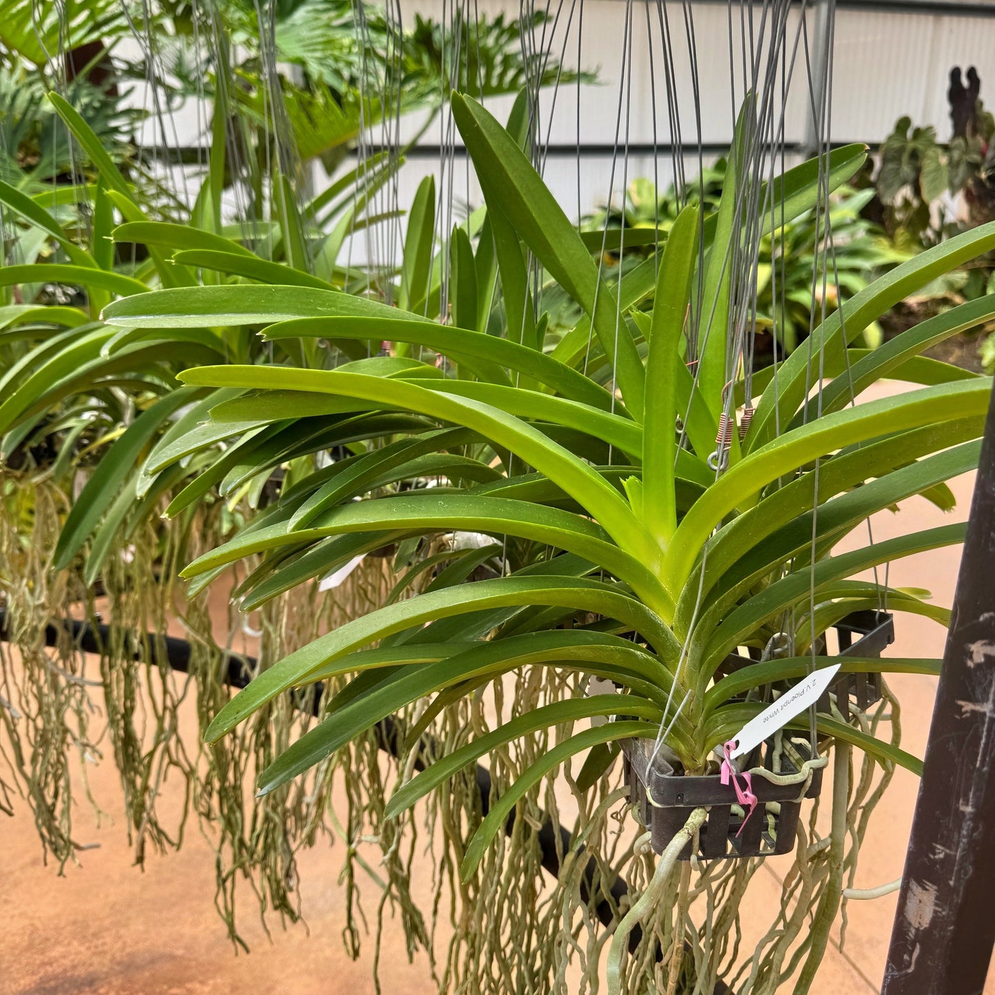 Vandachostylis Ploenpit White (Hanging Basket) - Not Blooming