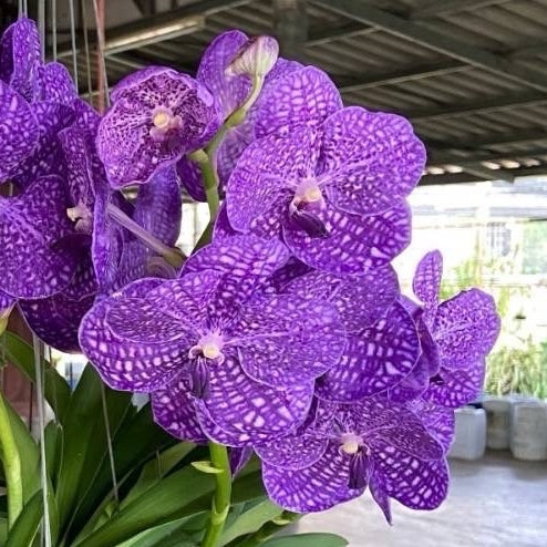 Vanda Somsri Blue Classic x Fahmui (Hanging Basket) - Not Blooming