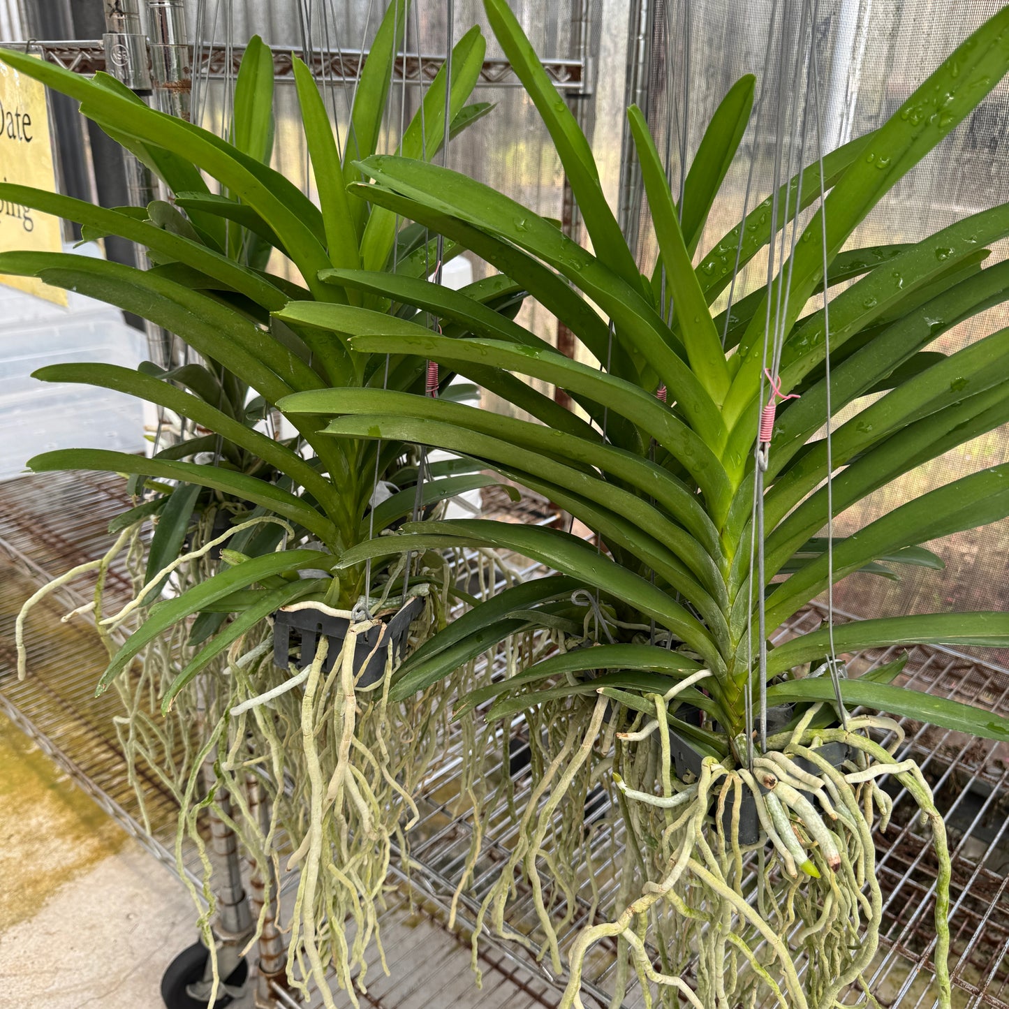 Vanda Somsri Blue Classic x Fahmui (Hanging Basket) - Not Blooming