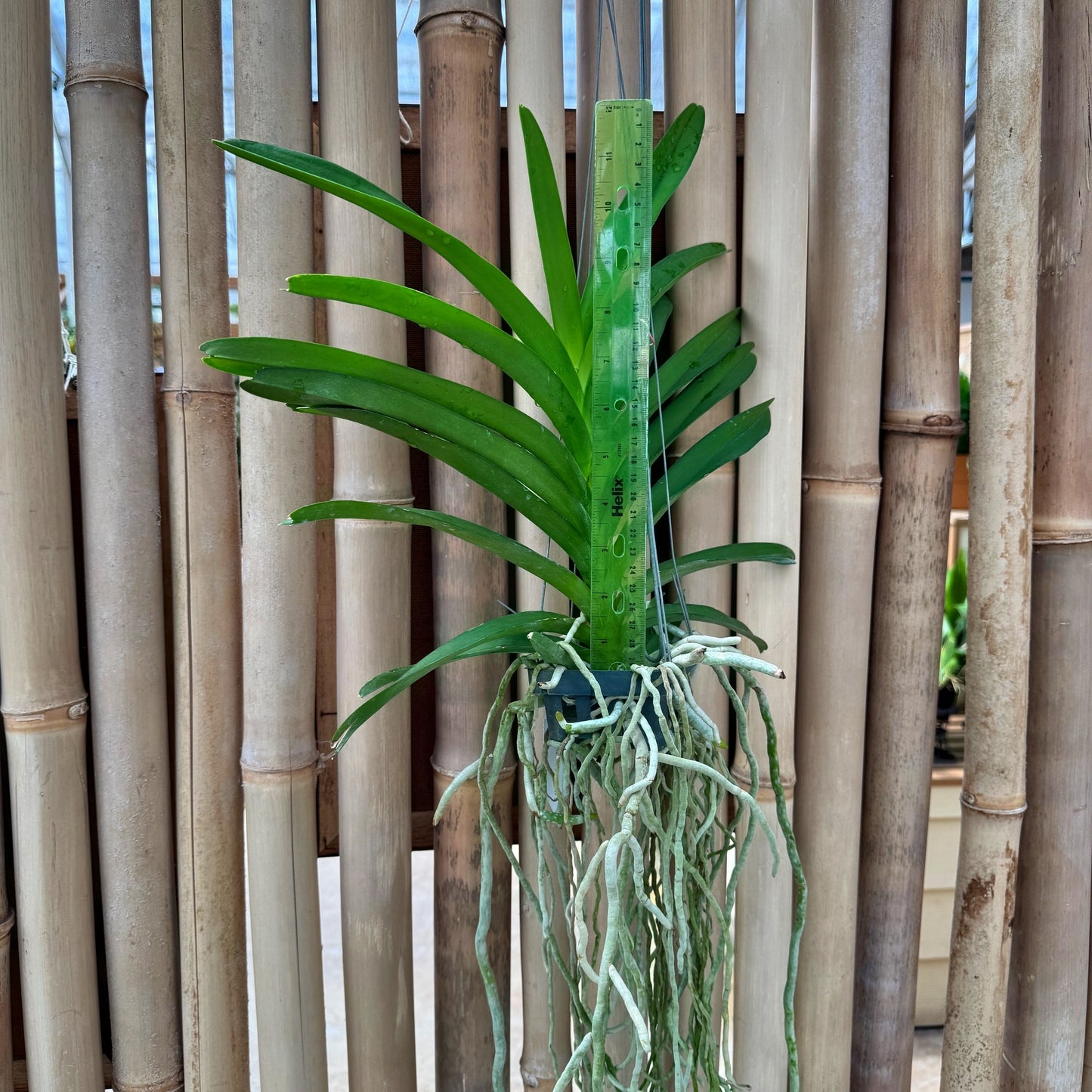 Vanda Somsri Blue Classic x Fahmui (Hanging Basket) - Not Blooming