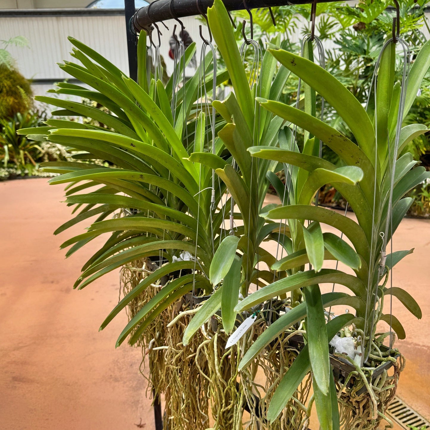 Vanda Tong Nung x Dr. Anek (Hanging Basket) - Not Blooming