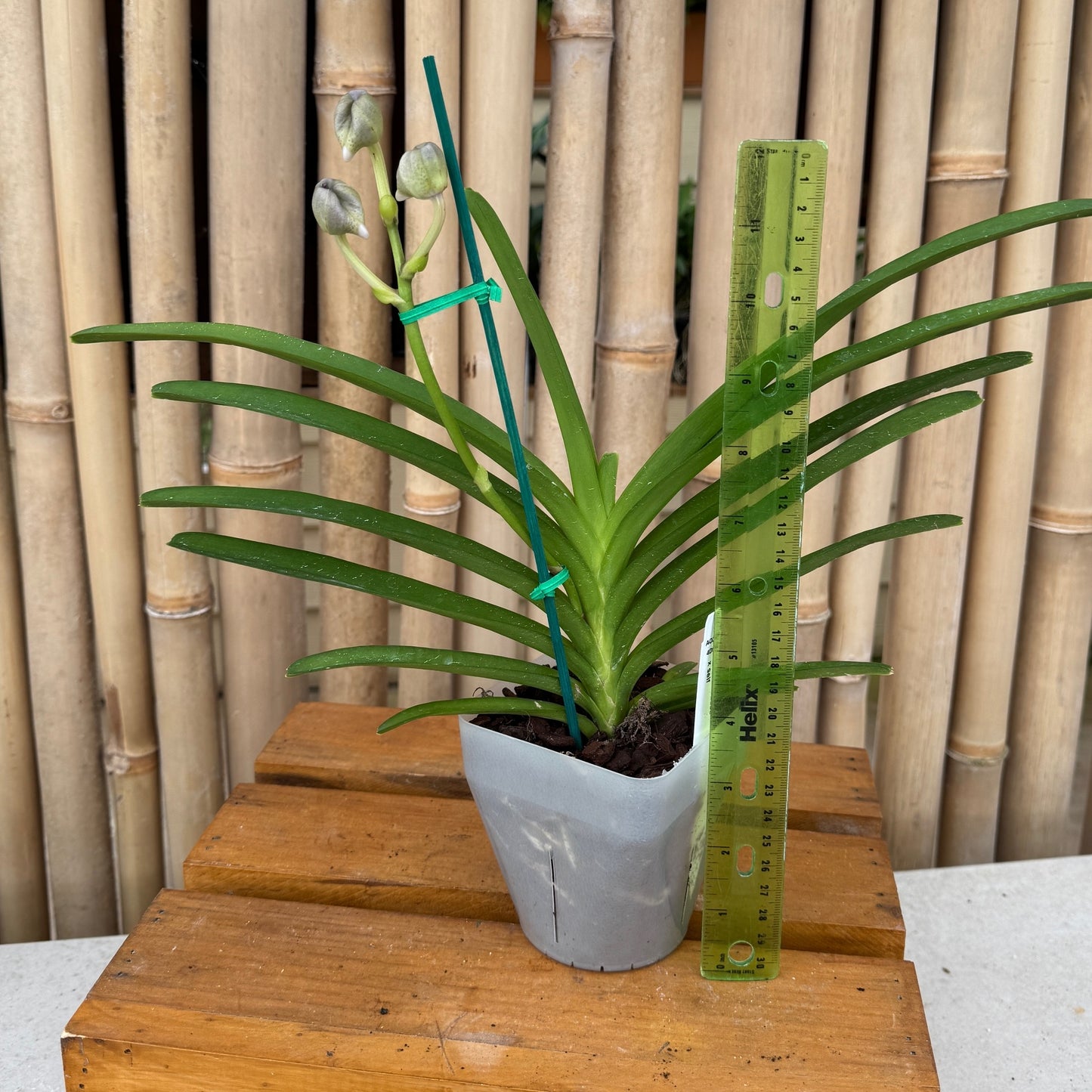 Vanda manuvadee x self (4" Pot ) - Buds