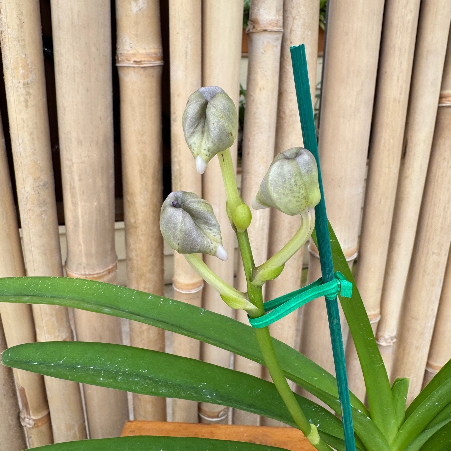 Vanda manuvadee x self (4" Pot ) - Buds