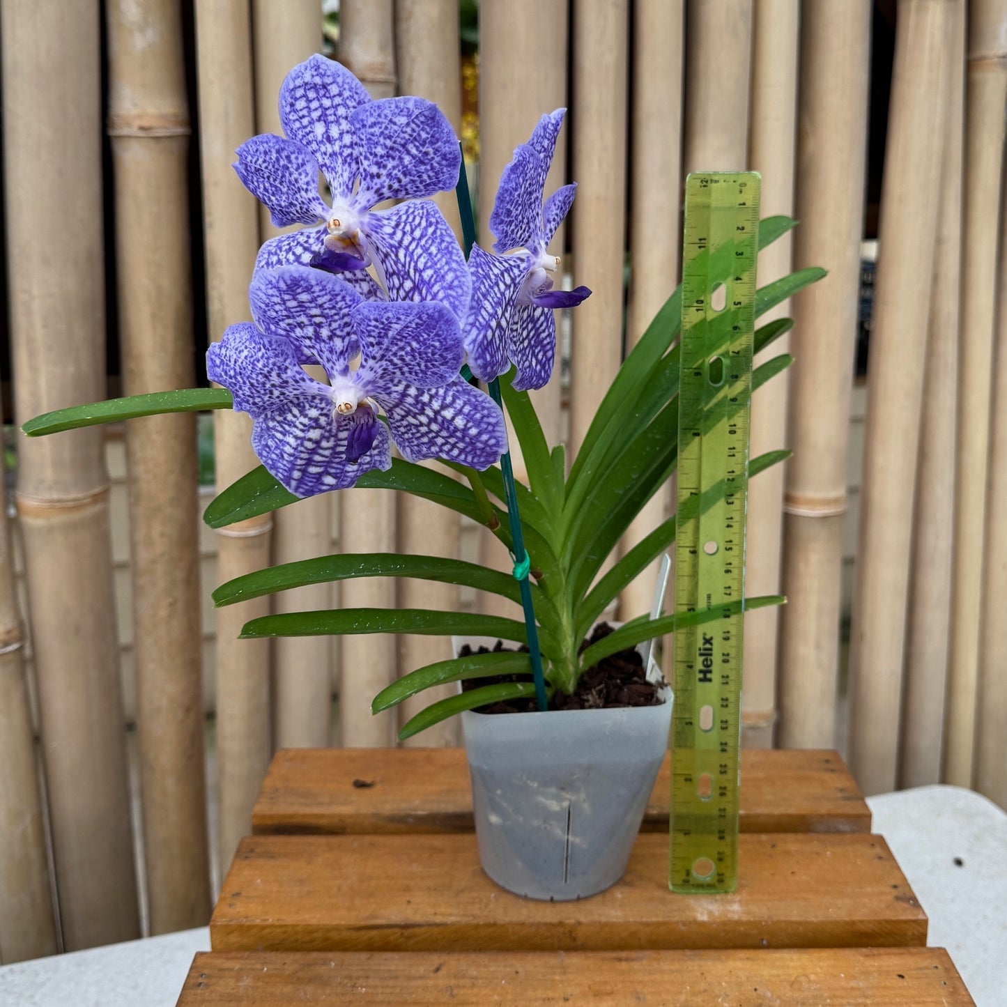 Vanda manuvadee x self (4" Pot ) - Buds
