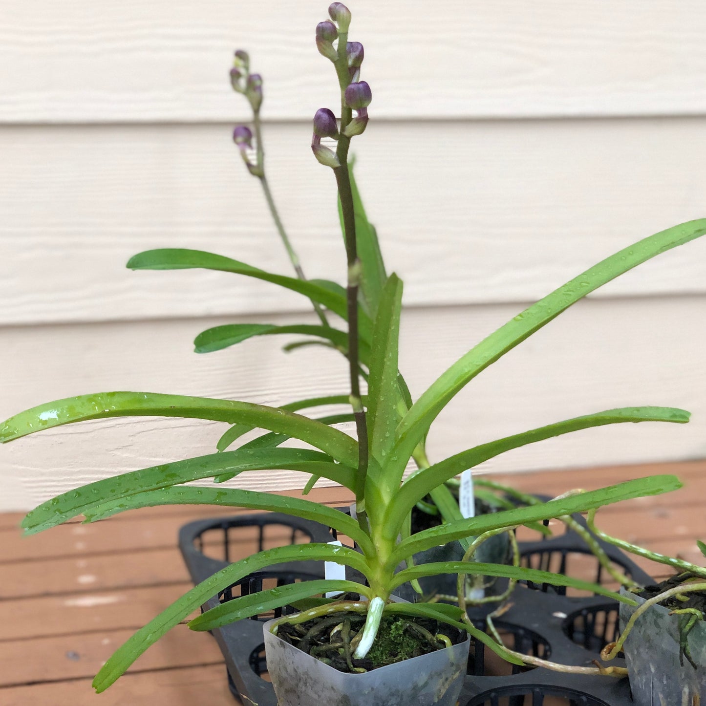 Vanda Somsri Glory 'Blue' - Buds