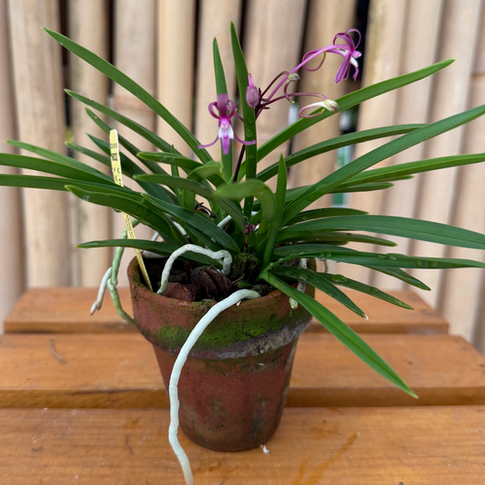 V. falcata 'Magenta Princess x 'Maleficent' (Clay Pot - 3") - OPEN BLOOMS