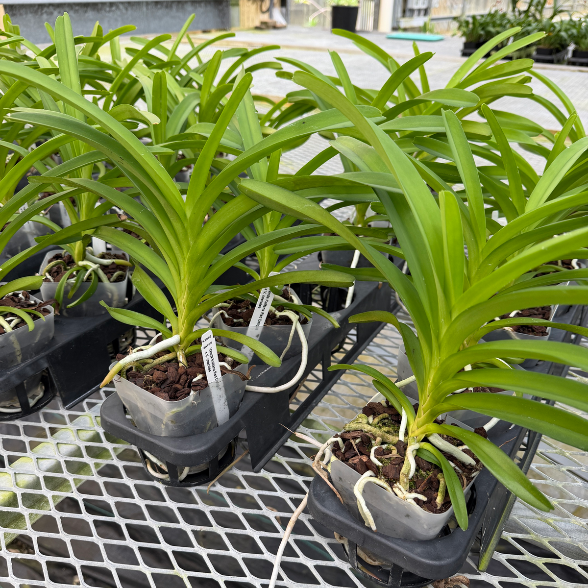 Vanda Kultana Red Delight x Vanda coerulea (4" Pot) - Not Blooming