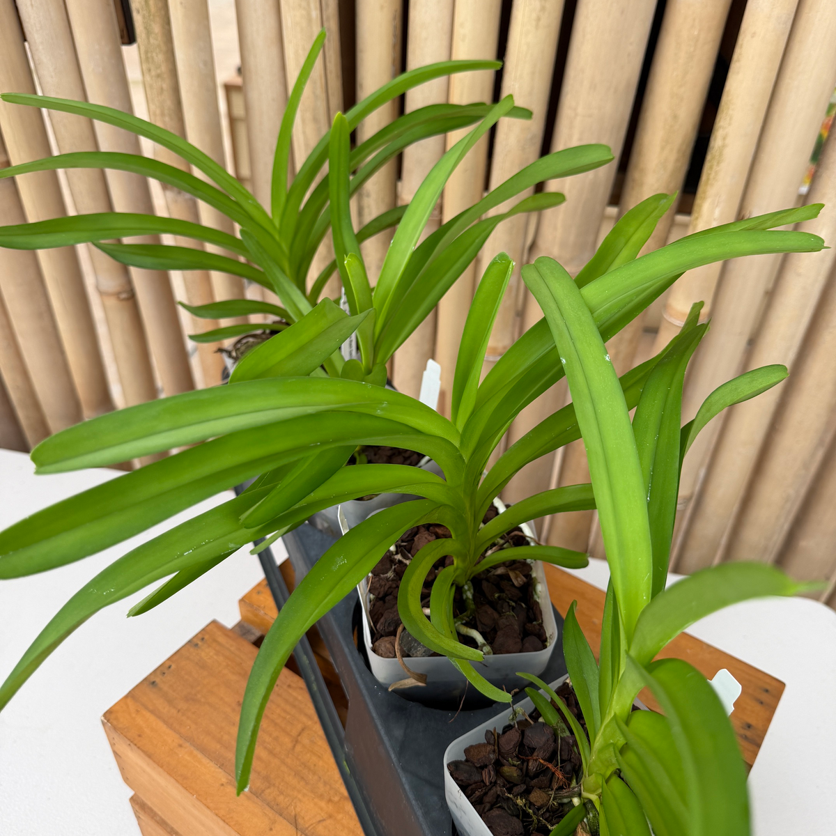 Vanda Kultana Red Delight x Vanda coerulea (4" Pot) - Not Blooming