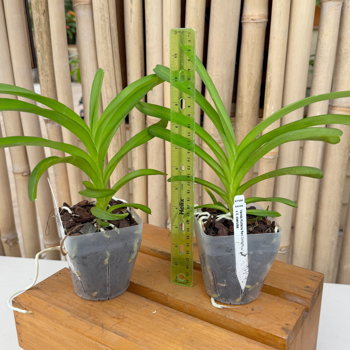 Vanda Kultana Red Delight x Vanda coerulea (4" Pot) - Not Blooming