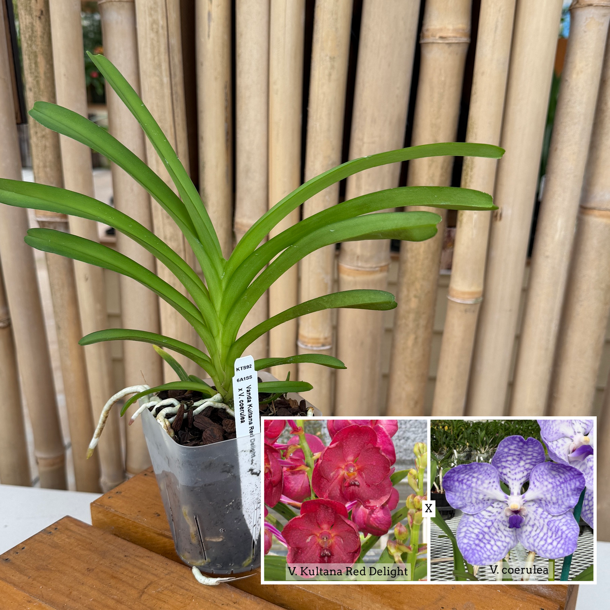 Vanda Kultana Red Delight x Vanda coerulea (4" Pot) - Not Blooming