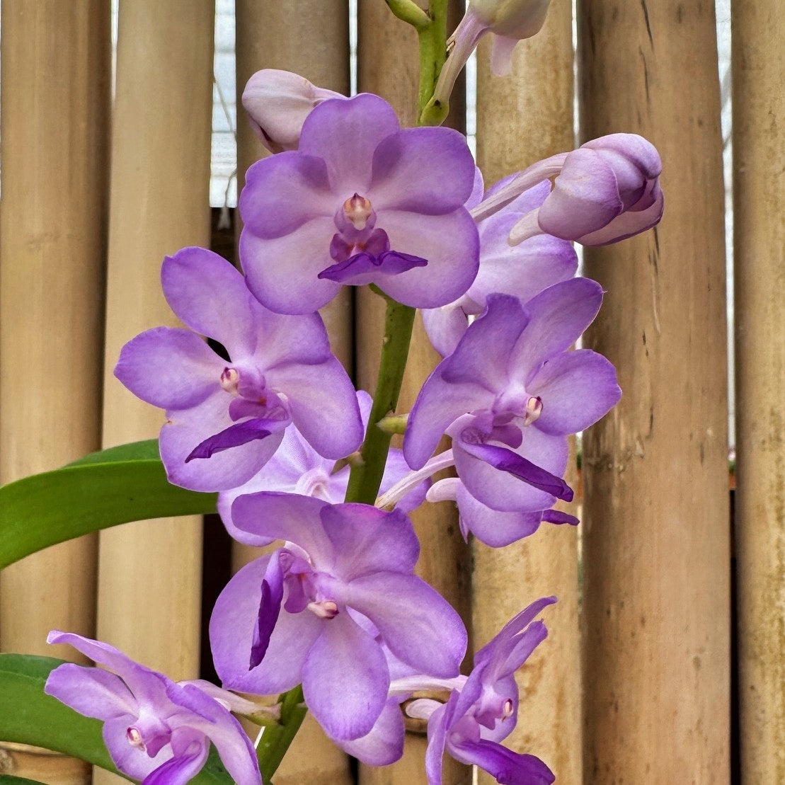 Vandachostylis Jularax (Hybrid) - Buds