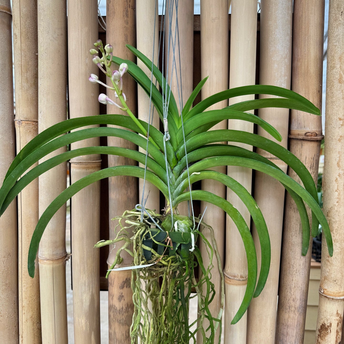 Vandachostylis Jularax (Hybrid) - Buds