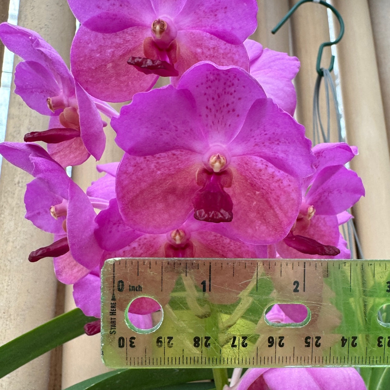 Vandachostylis Chulee Red (Hanging Basket) - Not Blooming