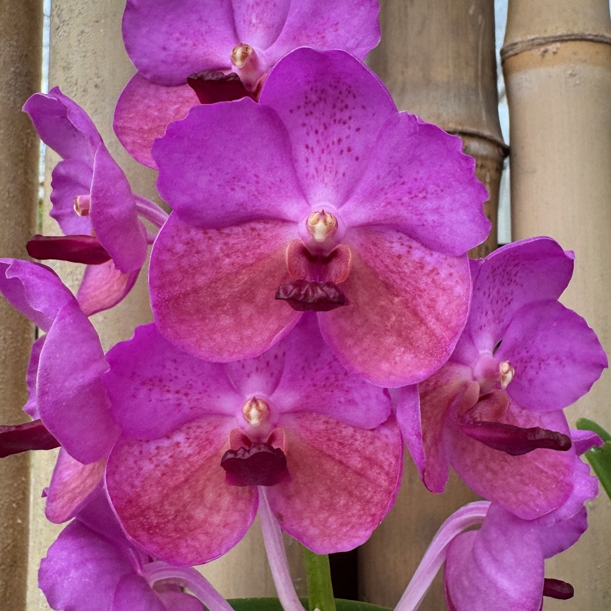 Vandachostylis Chulee Red (Hanging Basket) - Not Blooming