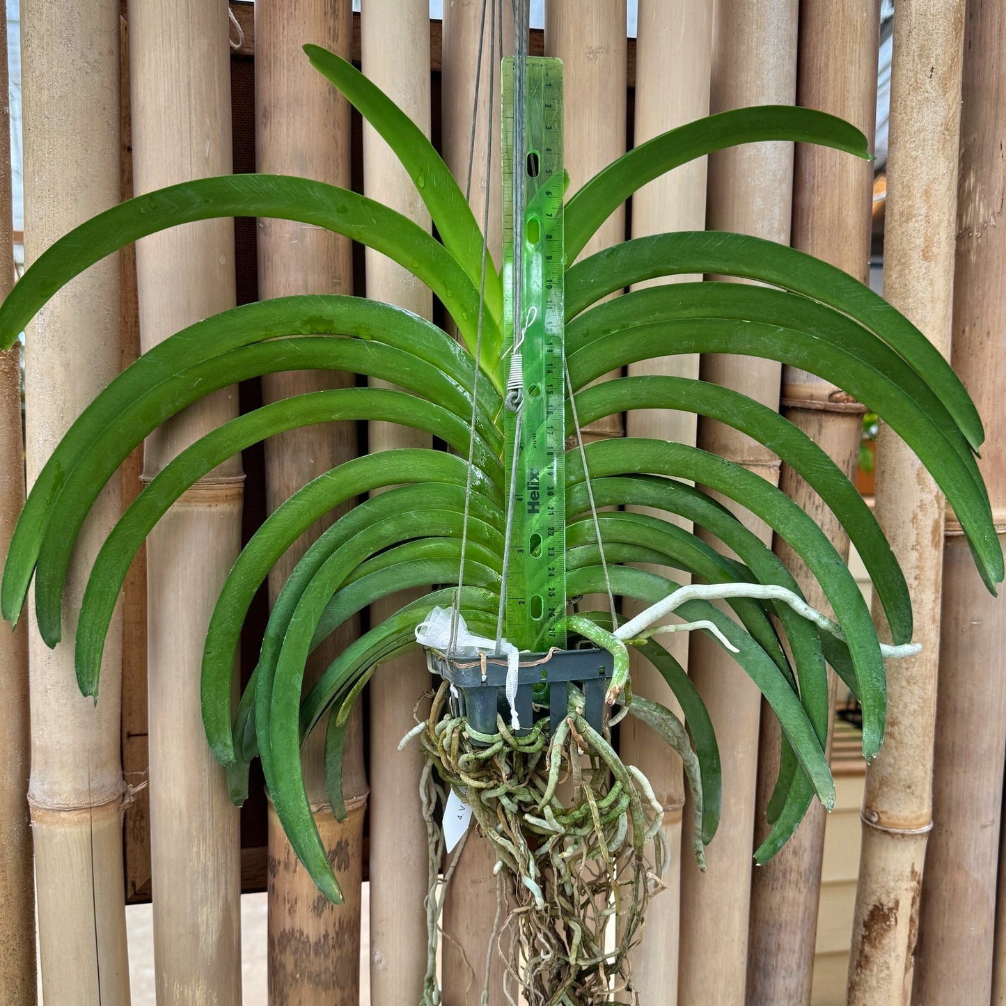 Vandachostylis Chulee Red (Hanging Basket) - Not Blooming