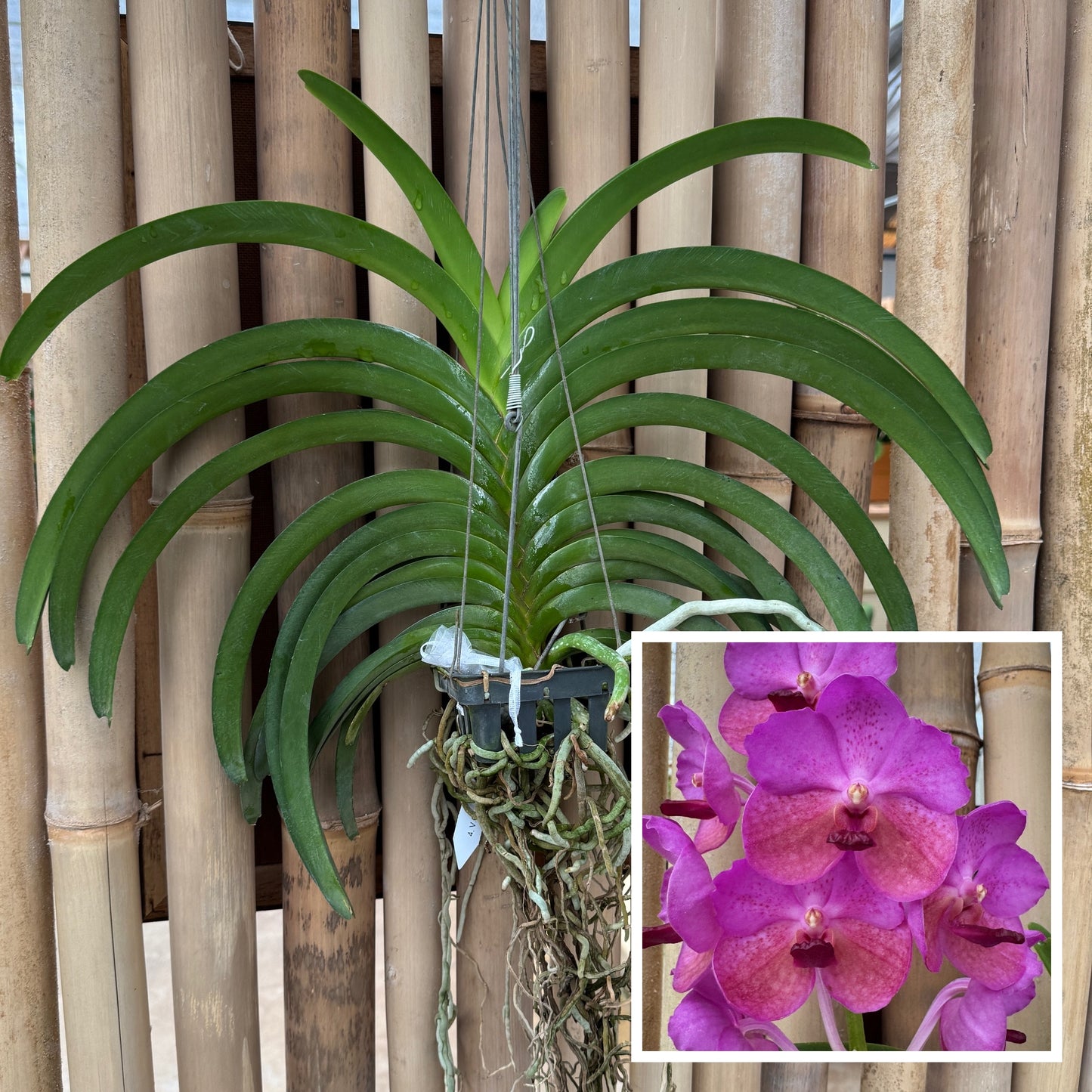 Vandachostylis Chulee Red (Hanging Basket) - Not Blooming