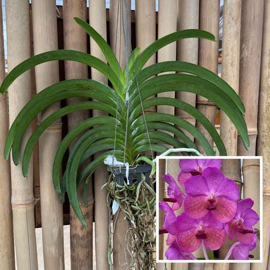 Vandachostylis Chulee Red (Hanging Basket) - Not Blooming