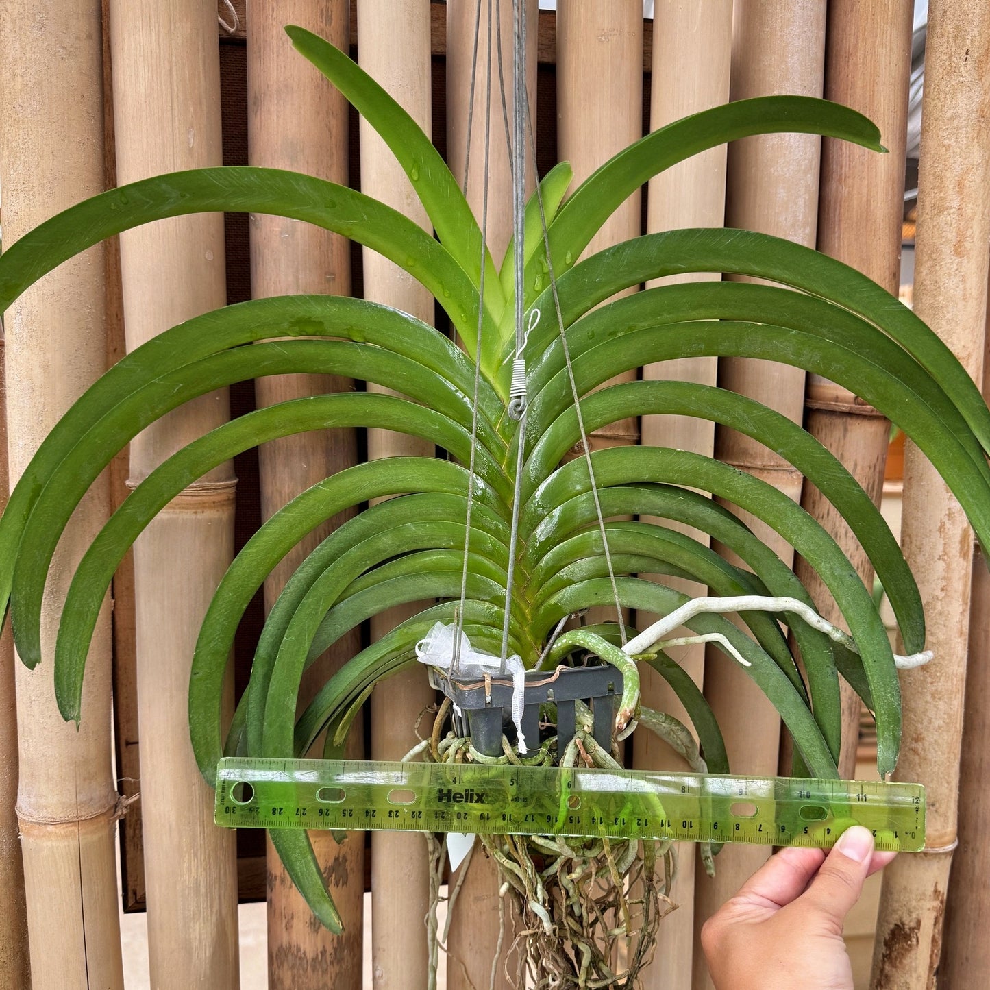 Vandachostylis Chulee Red (Hanging Basket) - Not Blooming