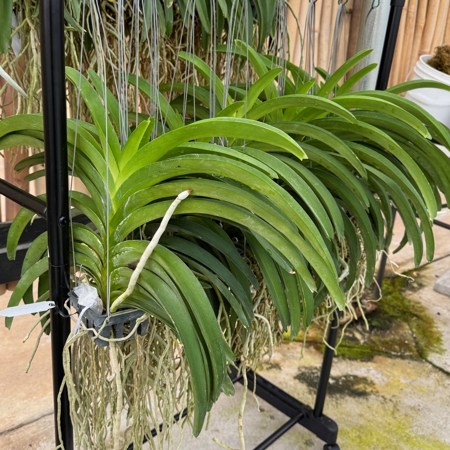 Vandachostylis Chulee Red (Hanging Basket) - Not Blooming