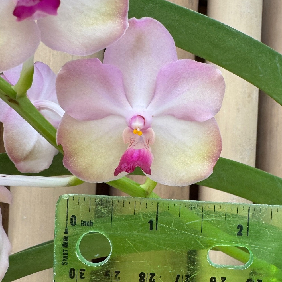 Vandachostylis Don Tum Colourful (Hanging Basket) - Not Blooming