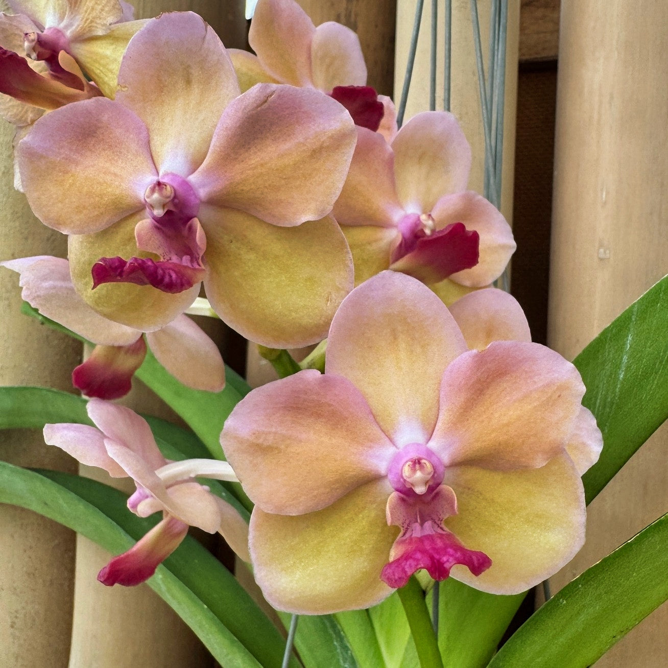 Vandachostylis Don Tum Colourful (Hanging Basket) - Not Blooming